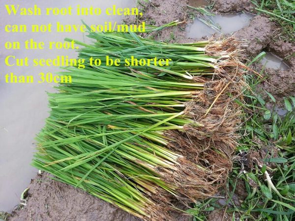 Manual 2 Row Rice Transplanter Machine SS Model - Image 4