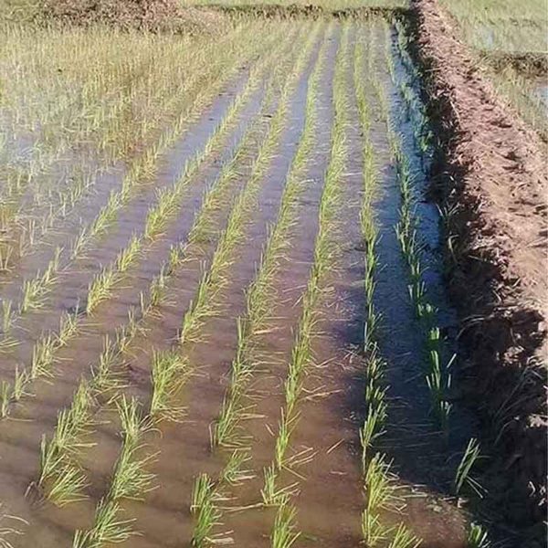 Manual 2 Row Rice Transplanter Machine SS Model - Image 5