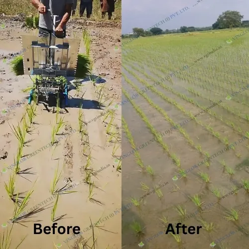 Manual 2 Row Rice Transplanter (Stainless Steel Model) - Image 8